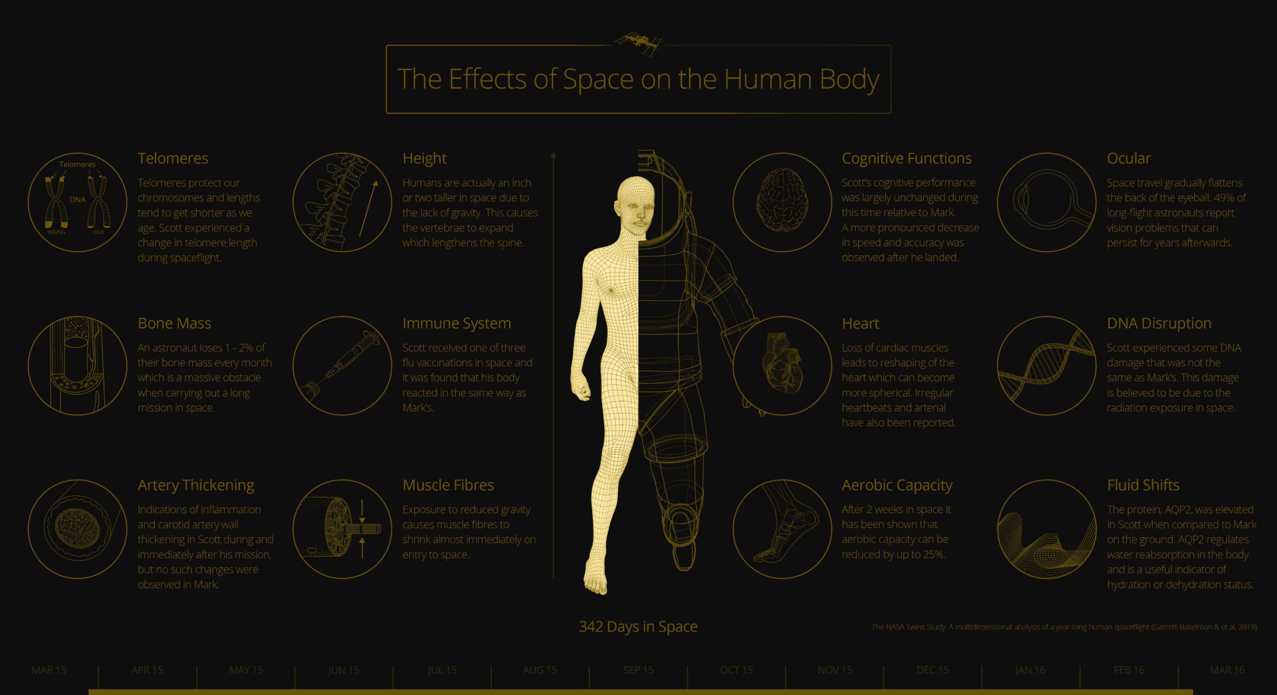 Human Body Visualisation